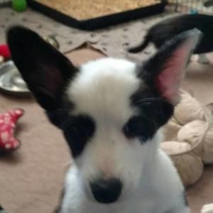 Meet your Posher, Pat